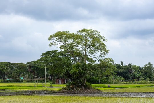Green paddy field landscape with standing tree under overcast cloudy sky outdoors. Scenic Bangladeshi rural agriculture countryside environment and natural backdrop.