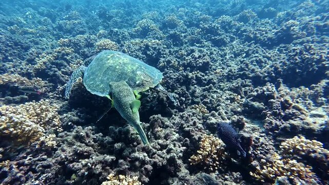 Sea turtle swimming alongside pufferfish over coral reef in tropical ocean