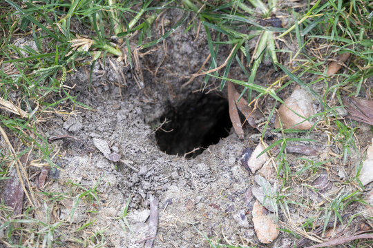 Close-up view of deep rodent burrow hole in green grass soil ground. Small animal tunnel opening in dirt lawn outdoors in natural wildlife environment.