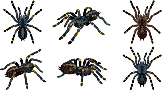 Tarantula spider vector illustration set featuring detailed exotic knee tarantula icons in various poses on white background