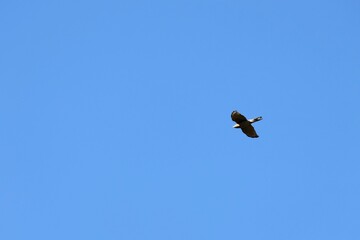 Fototapeta premium Southern Brown Goshawk in flight, South Australia 