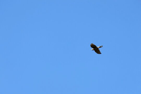 Southern Brown Goshawk in flight, South Australia 