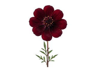 Fototapeta premium Beautiful dark red chocolate cosmos flower with green leaves and yellow center on a simple stem isolated on transparent background