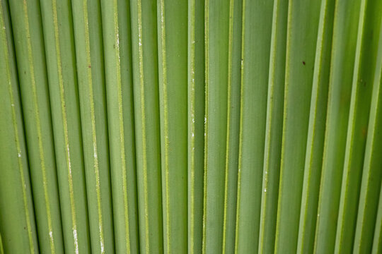 Fresh green palm frond leaf surface texture background with vertical parallel lines. Natural fan palm leaf foliage pattern, tropical plant texture backdrop outdoors.