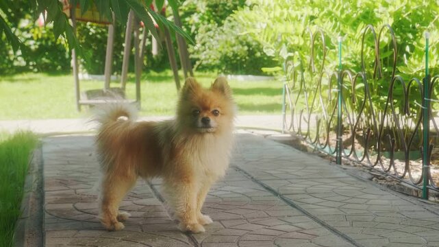 Cute Pomeranian Dog Standing on Paved Path in Green Garden in Summer