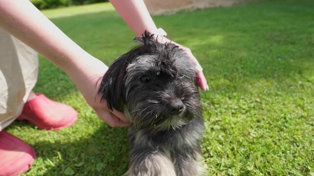 Owner Holding Cute Miniature Schnauzer Puppy on Green Lawn Outdoors
