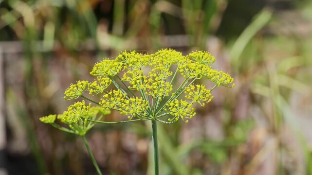 Yellow dill flower umbrella in garden close up