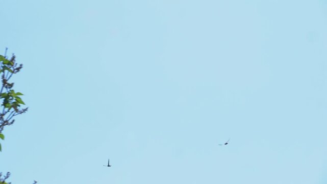 Birds flying in a clear blue sky with green tree foliage on a sunny spring day