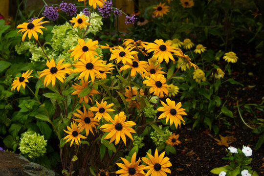 Wide Summer Garden Filled with Black-Eyed Susan Blooms
