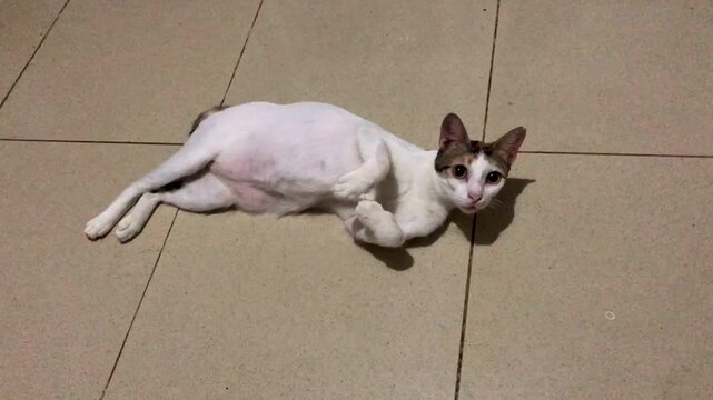 A cute white cat with spots lying on the tiled floor with innocent and funny face expression looking at the camera.