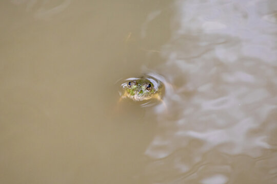 Small green frog floating in muddy pond water with head above surface. Wild amphibian creature, aquatic ecosystem, and natural environment concept.