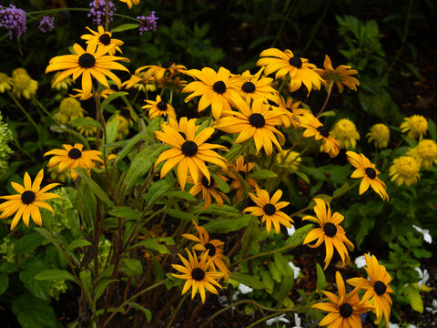 Tight Cluster of Golden Rudbeckia Flowers and Green Leaves