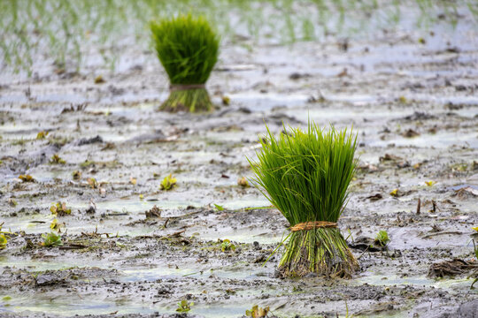 Bundled green rice paddy seedlings placed in muddy field. Fresh young crop plants ready for transplantation in rural agriculture.