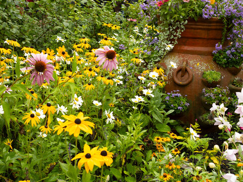 Cottage Garden Scene with Coneflowers and Tall Terracotta Pot