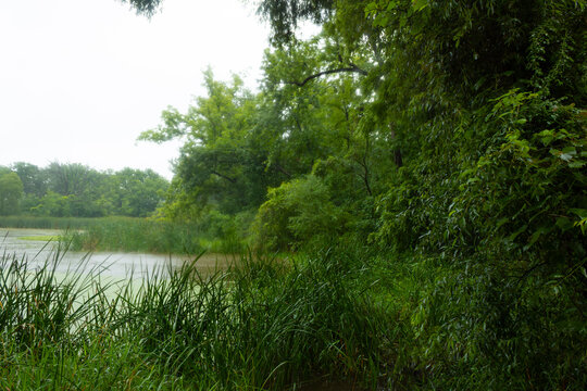 Shaded Pond Edge Enclosed by Trees and Tall Reeds