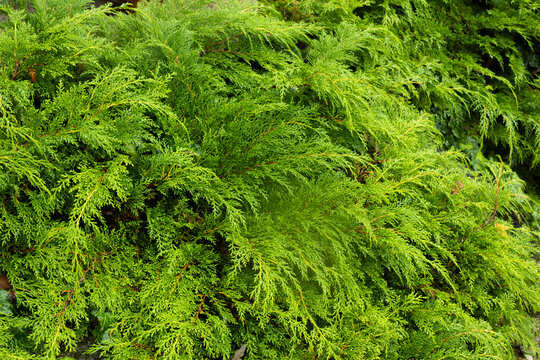 Flowing Layers of Lush Green Conifer Branches