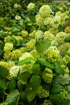 Close Vertical Study of Fresh Green Hydrangea Blooms