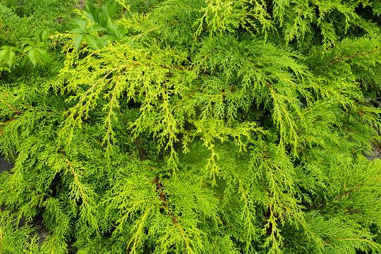 Bright Chartreuse Evergreen Foliage as a Botanical Texture