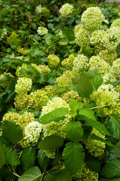 Portrait Composition of Lime Green Hydrangea Blossoms