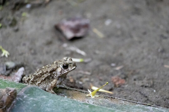Small Asian common toad sitting on soil ground near bamboo stem. Warty skin amphibian creature resting in natural garden environment in summer.