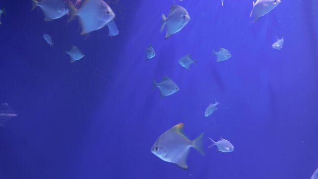A school of silver fish swims gracefully through a deep blue aquarium tank illuminated by soft underwater lighting. 