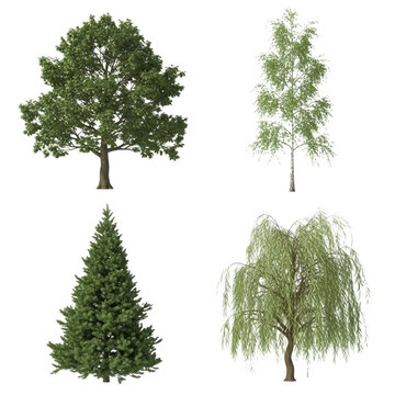 Three distinct types of trees illustrated in a simple style