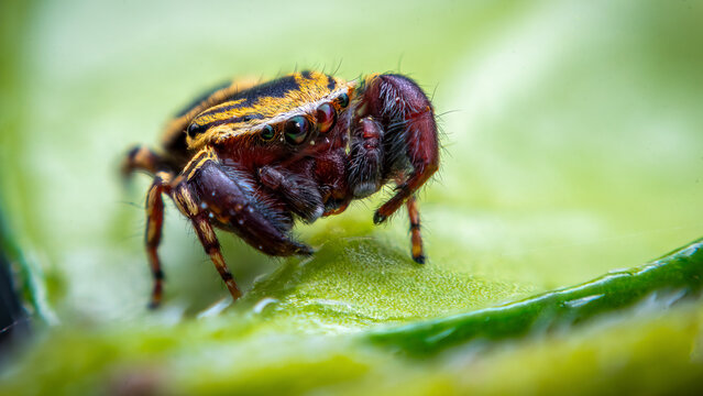 Extreme Close-up of a Colorful Jumping Spider (Rhene flavicomans) on a Green Leaf