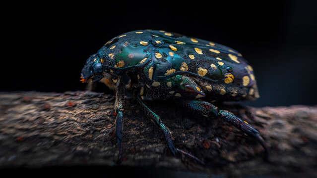 Metallic green flower beetle with yellow spots on branch