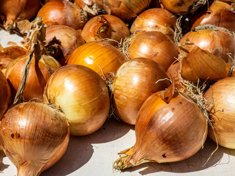 Fresh ripe golden brown onions piled under bright natural sunlight on a counter