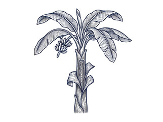 Vintage Banana Tree Illustration Isolated © diwi