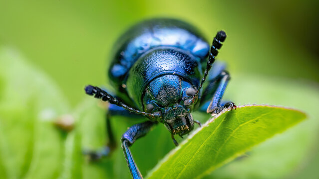 Metallic Blue Leaf Beetle Macro Photography