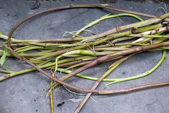 Heap of fresh raw taro stolons placed on concrete floor. Harvested edible taro stems for traditional healthy organic vegetable cooking.