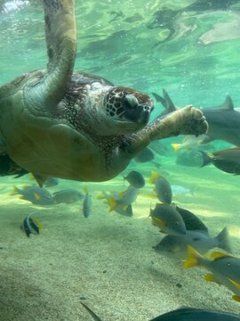 sea turtle swimming
