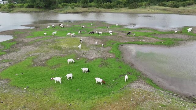 During the dry season in Thailand, farmers release herds of goats to graze on grass along the riverbanks where water levels have dropped.
