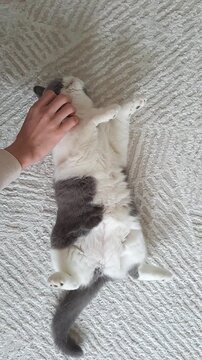 Relaxed pet cat receiving affectionate petting