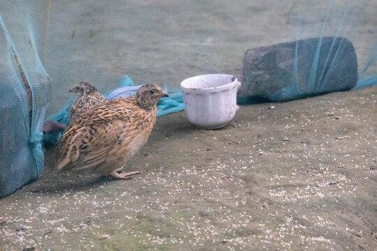 Small quail birds standing inside farm enclosure net near food bowl. Commercial poultry farming, domesticated bird breeding, and agriculture concept.