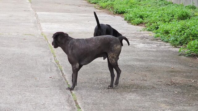A stray black dog on the street.