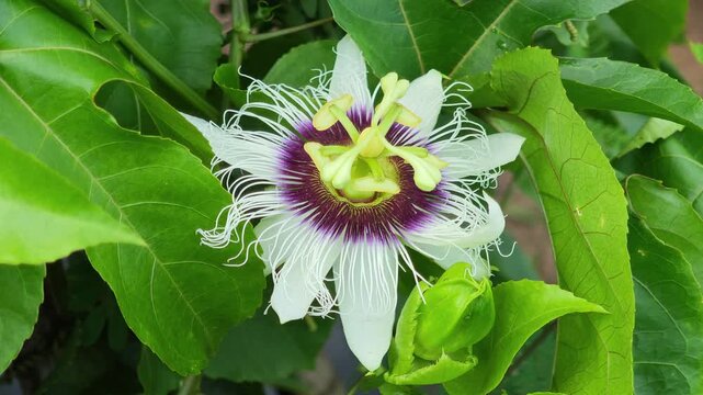 A passion flower is in bloom on the vine.