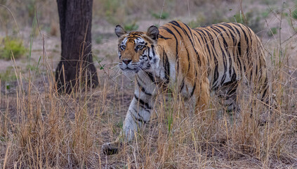 Fototapeta premium Tigress (Panthera tigris) in the grassland of panna tiger reserve staring for a deer kill.
