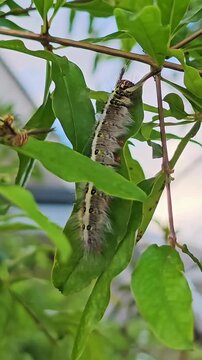 A close-up, fixed-angle macro shot of a furry Lappet moth caterpillar (Trabala vishnou) standing perfectly still, resting and camouflaging itself under fresh green leaves in the garde