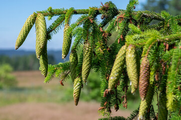 Young green cones of Picea abies Norway spruce with sticky resin drops hanging on branch in spring © Iva