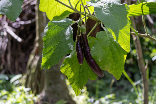 Fresh purple long eggplants hanging on plant stem in natural farm garden. Organic vegetable cultivation, natural crop growth, and farming concept.