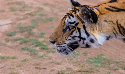 Fototapeta premium Tigress (Panthera tigris) in the grassland of panna tiger reserve staring for a deer kill.