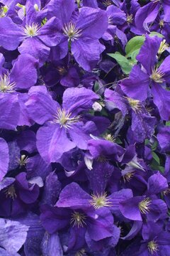 Dense Purple and Blue Clematis Flower Close-Up Background Texture