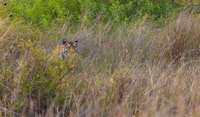 Fototapeta premium Tigress (Panthera tigris) in the grassland of panna tiger reserve staring for a deer kill.