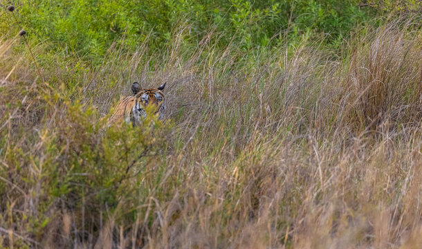 Tigress (Panthera tigris) in the grassland of panna tiger reserve staring for a deer kill.