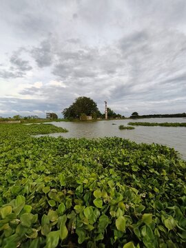 Water hyacinth covering a lake surface. Aquatic plants floating on a calm river landscape.