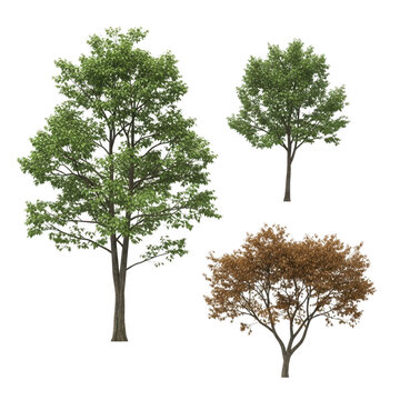 Three distinct trees showing seasonal changes in a minimalist illustration