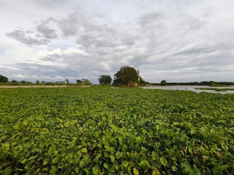 Water hyacinth covering a lake surface. Invasive aquatic plants floating on calm water.