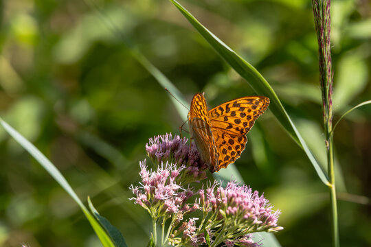 Orange butterfly on purple wildflowers in nature, Germany, Bavaria, Augsburg Kuhsee, 2 August 2026